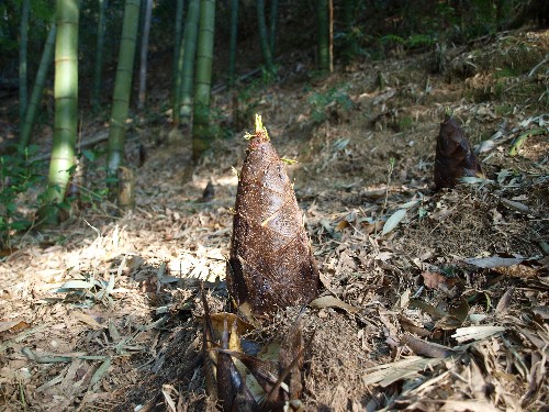 c0072843_748153.jpg