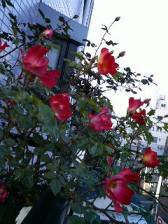 e0065350_23555755.jpg