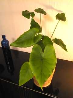 c0069552_2172419.jpg
