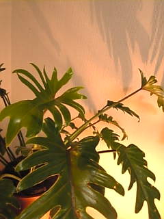 c0069552_217247.jpg