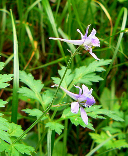d0091754_410834.jpg