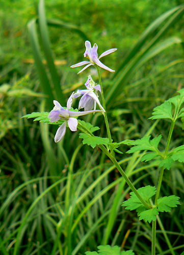 d0091754_495119.jpg