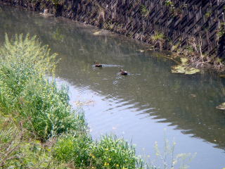 e0083155_222599.jpg