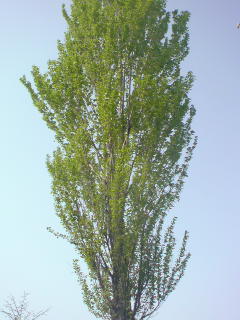 e0028656_15541330.jpg