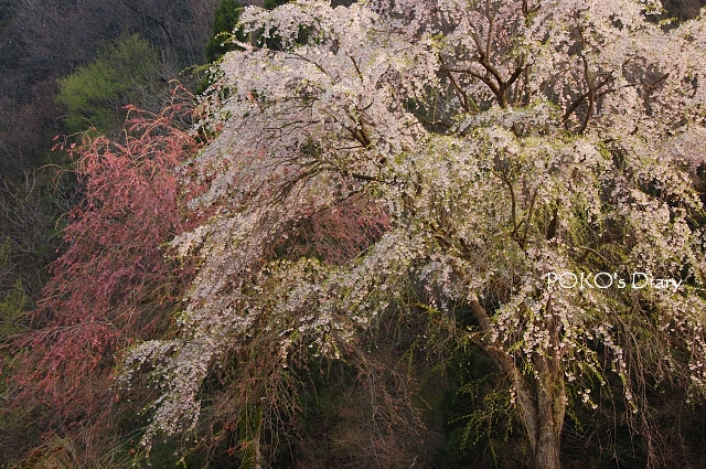 c0134295_1692319.jpg