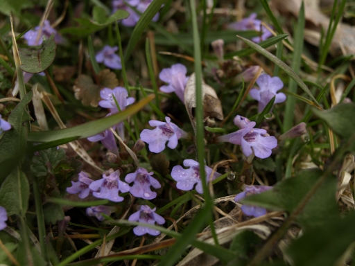 f0020302_20151785.jpg