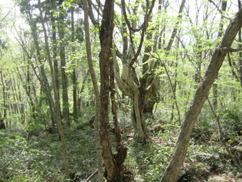 e0110940_9275683.jpg