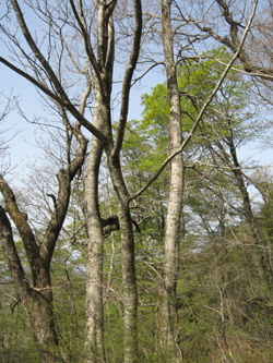 e0110940_9534017.jpg
