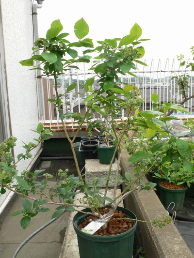 d0022845_2331080.jpg