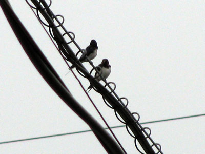 a0087649_11451148.jpg
