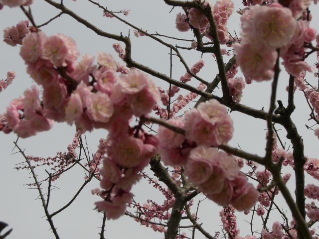 b0049549_1825555.jpg