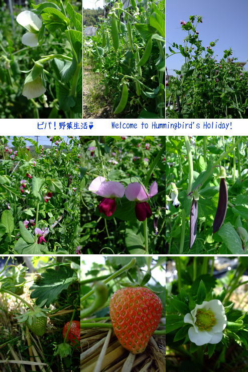 d0081464_21124968.jpg