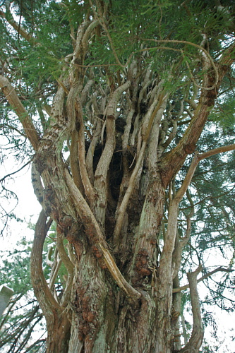 e0006964_132485.jpg
