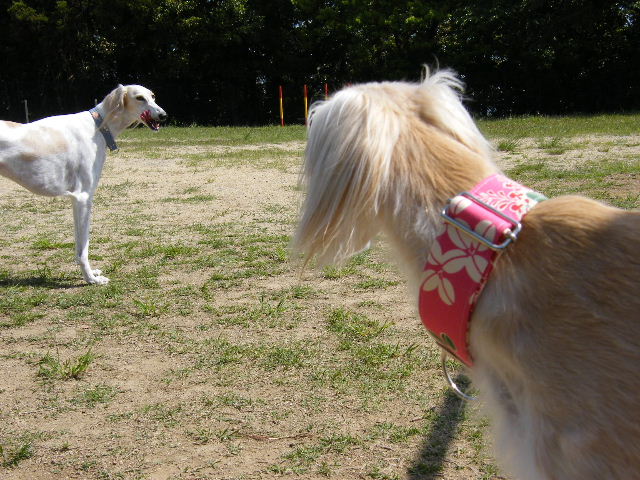 e0003270_13131752.jpg