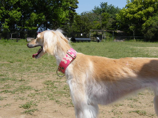 e0003270_1331971.jpg