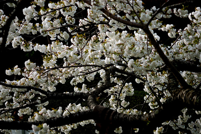 a0062697_8525638.jpg