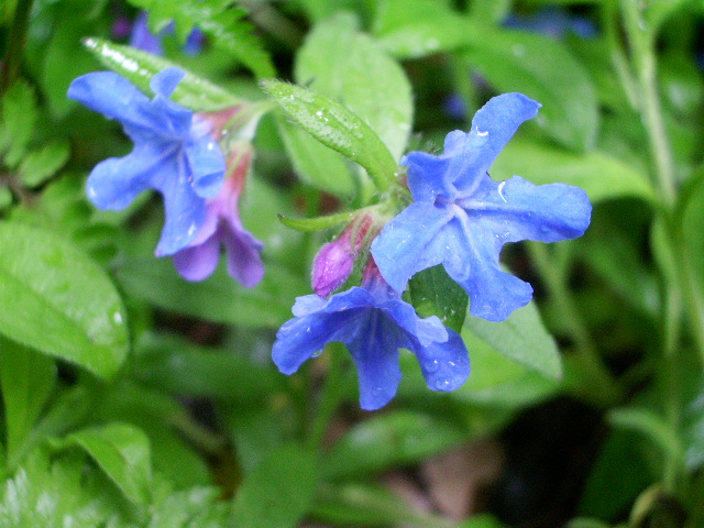e0025300_11384179.jpg