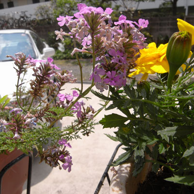 c0026612_1128726.jpg