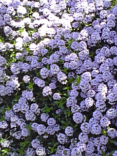 f0049813_2355426.jpg