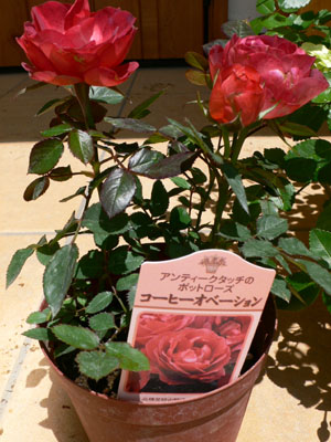 f0061334_21343335.jpg