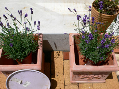 f0061334_21353886.jpg