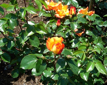 c0158464_2004056.jpg