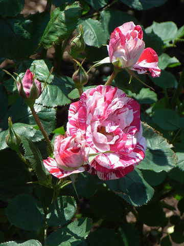 c0158464_200792.jpg