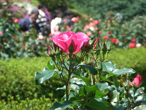 c0158464_201033.jpg