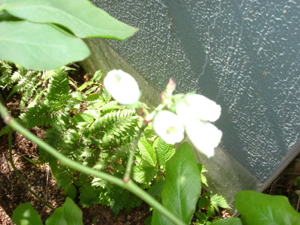 c0158573_11332310.jpg