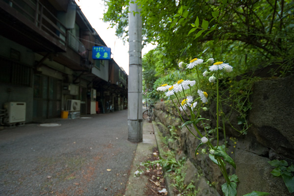 d0089281_853334.jpg