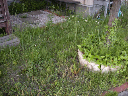 e0066883_20211281.gif