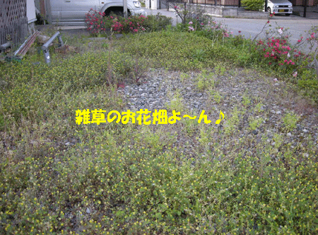e0066883_20212579.gif
