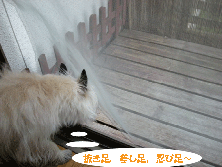 e0066883_20272096.gif
