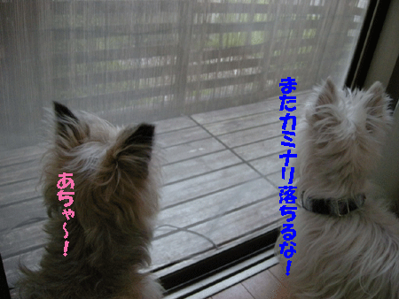 e0066883_20273734.gif