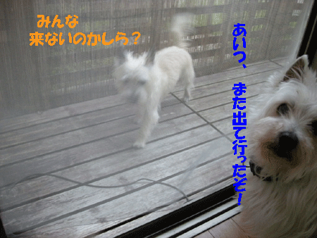 e0066883_20275227.gif