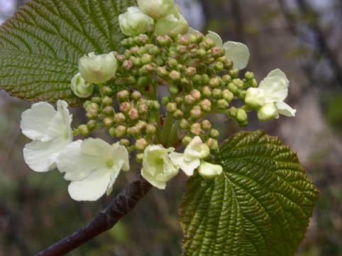 c0158387_20443570.jpg