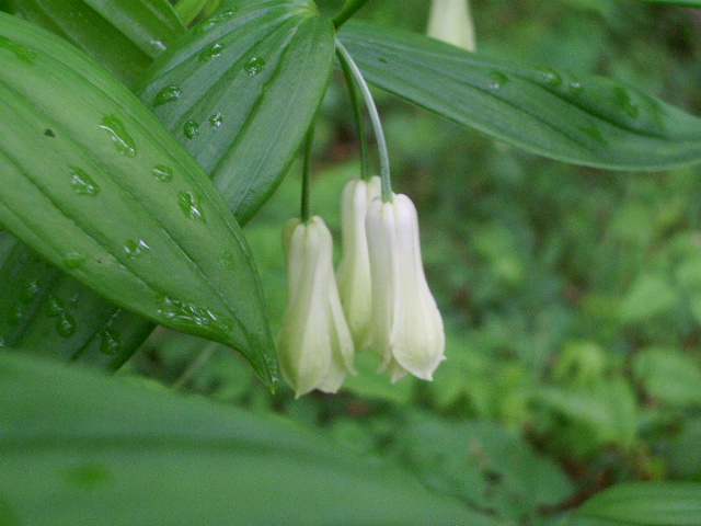 e0025300_1783858.jpg