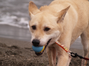 d0080601_934277.jpg