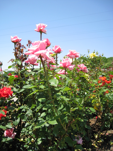 f0149505_15413342.jpg