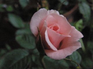 b0061107_23101872.jpg