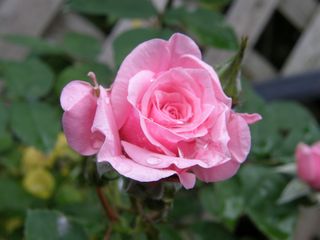 b0061107_23142575.jpg