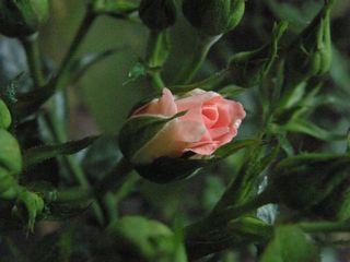b0061107_2327915.jpg