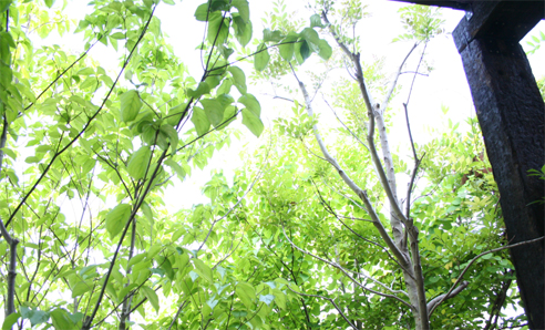 c0011009_018292.jpg