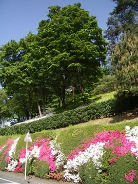 d0085228_20225151.jpg
