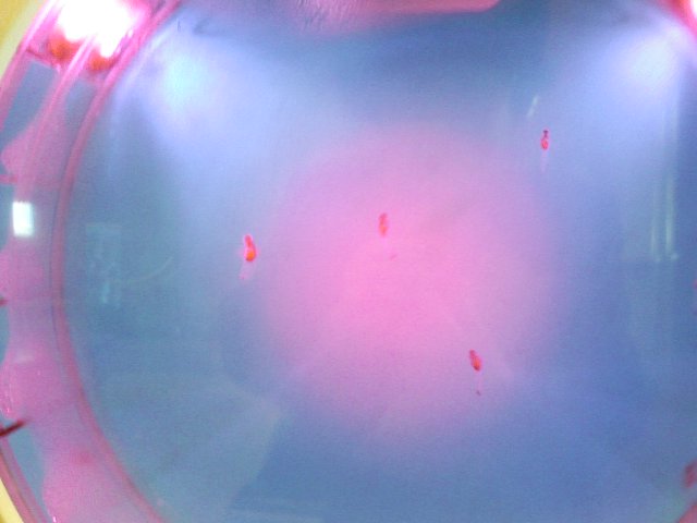 a0020929_12583578.jpg