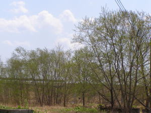 b0086858_162364.jpg
