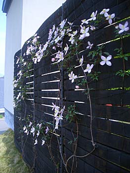 c0051759_20532216.jpg