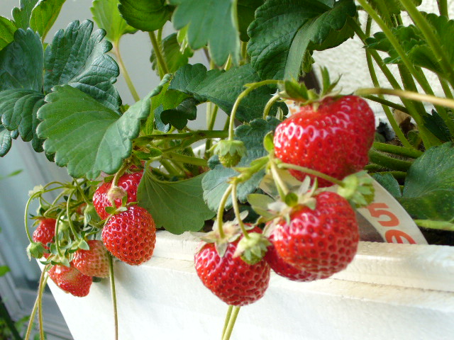 f0074659_22355647.jpg