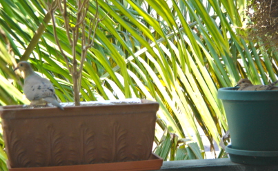 d0131460_848166.jpg