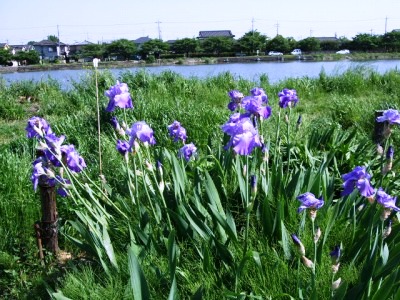 c0078480_034586.jpg